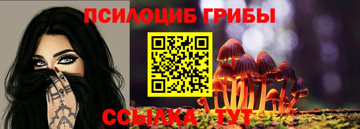 Новокубанск  продажа наркотиков  Вход с VPN  Псилоцибиновые грибы Psilocybe 